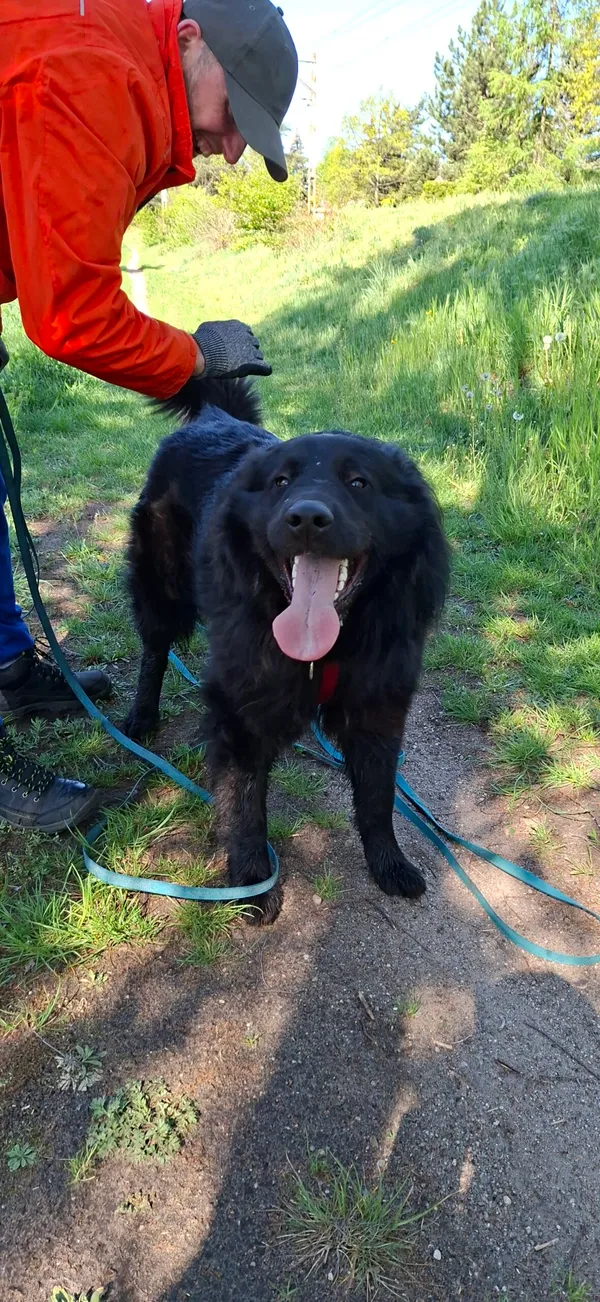 Pies do adopcji, Milanówek, 28 kwietnia 2025 (2/5)