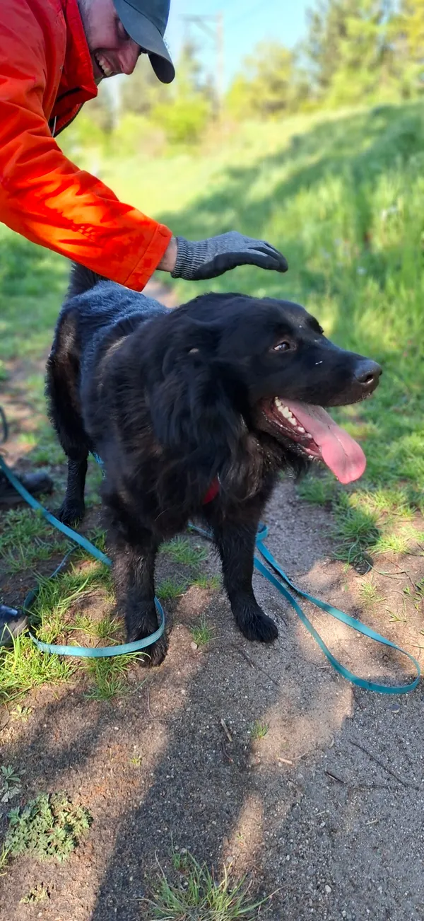 Pies do adopcji, Milanówek, 28 kwietnia 2025 (4/5)