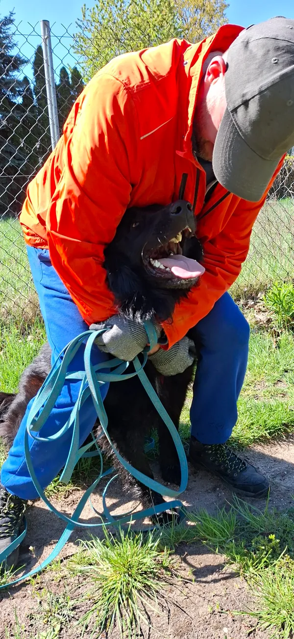 Pies do adopcji, Milanówek, 28 kwietnia 2025 (5/5)