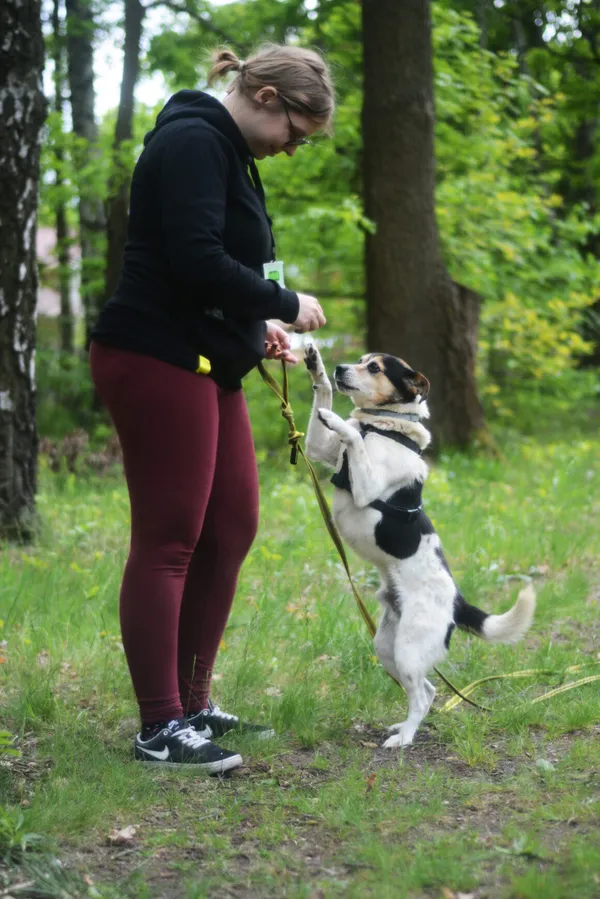 Pies do adopcji, Milanówek, 26 maja 2025 (4/5)