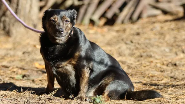 Pies do adopcji, Milanówek, 23 maja 2025 (2/5)