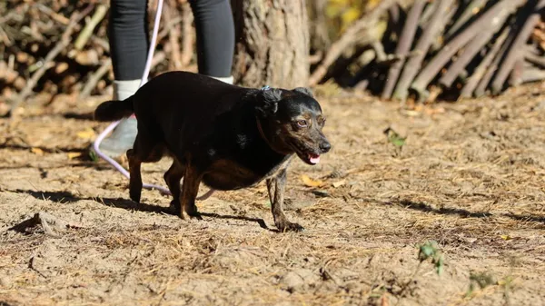 Pies do adopcji, Milanówek, 23 maja 2025 (3/5)