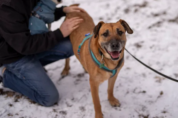 Pies do adopcji, Milanówek, 16 lutego 2025 (1/5)