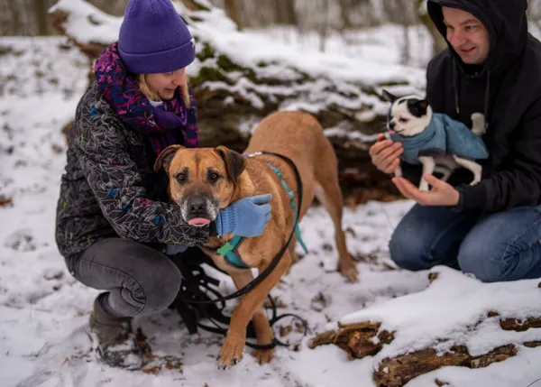 Pies do adopcji, Milanówek, 16 lutego 2025 (3/5)