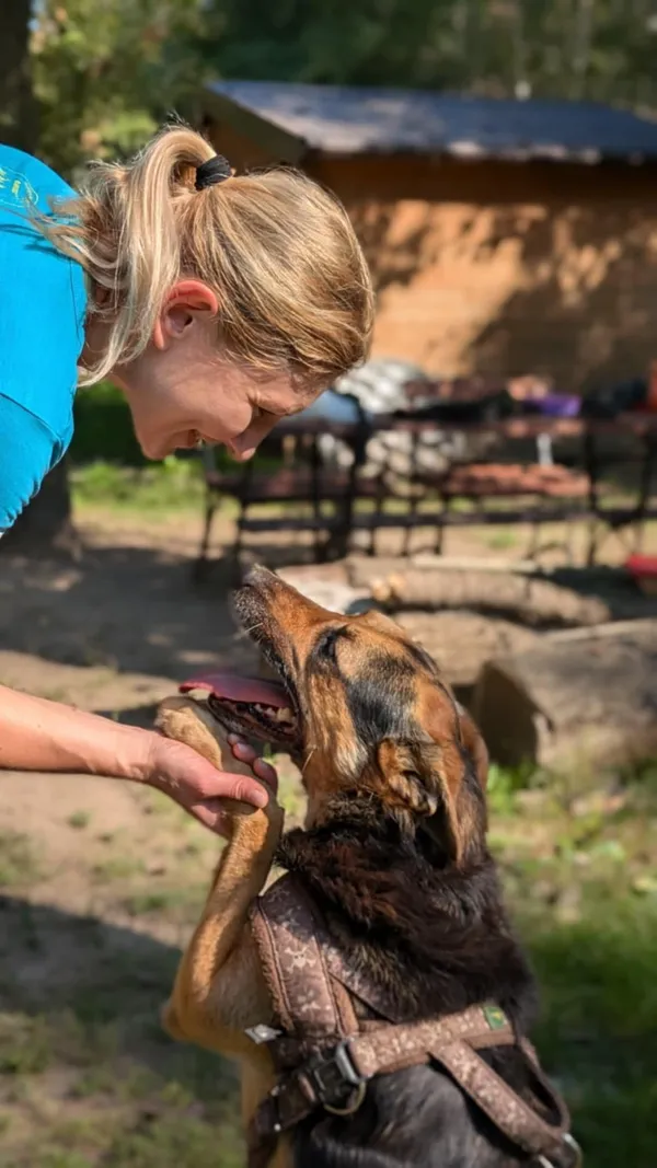 Pies do adopcji, Milanówek, 20 października 2024 (3/5)