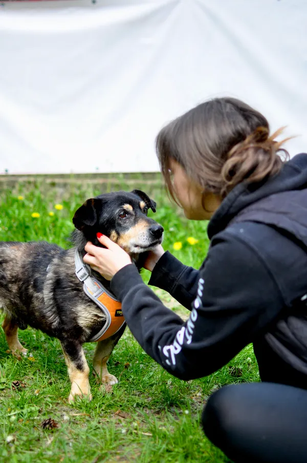 Pies do adopcji, Milanówek, 9 listopada 2024 (3/5)