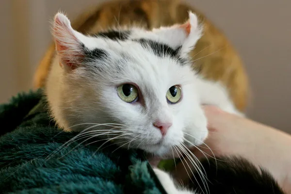 Znaleziono kota, Wałbrzych, 4 grudnia 2024