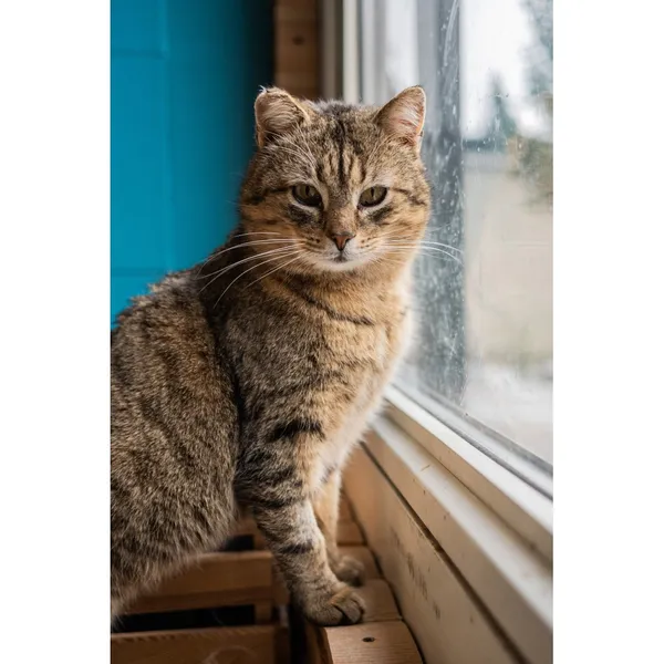 Znaleziono kota, Białystok, 14 listopada 2024 (2/5)