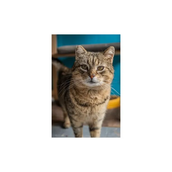 Znaleziono kota, Białystok, 14 listopada 2024 (4/5)