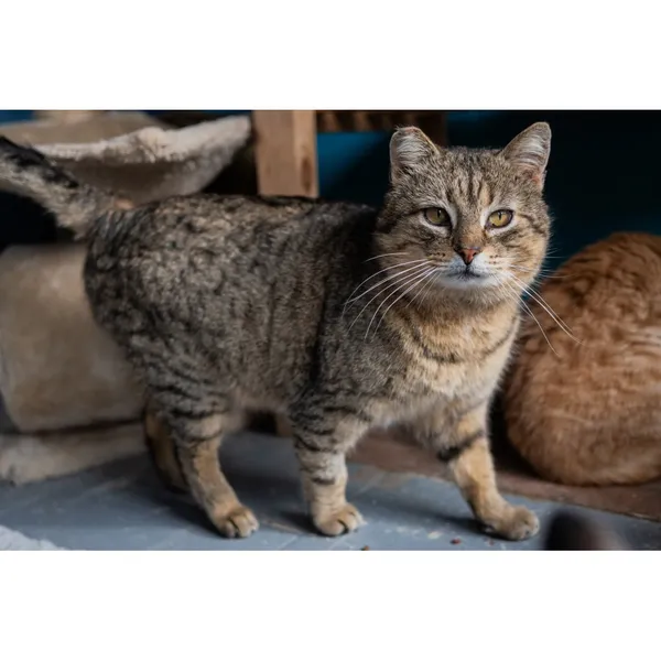 Znaleziono kota, Białystok, 14 listopada 2024 (5/5)