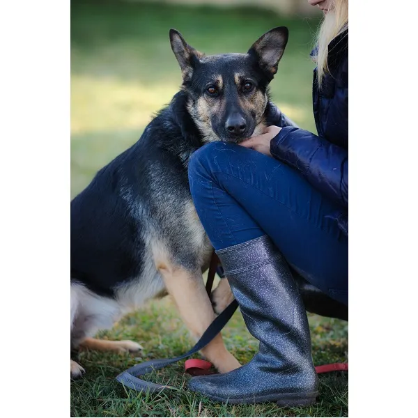 Pies do adopcji, Wrocław, 11 marca 2020