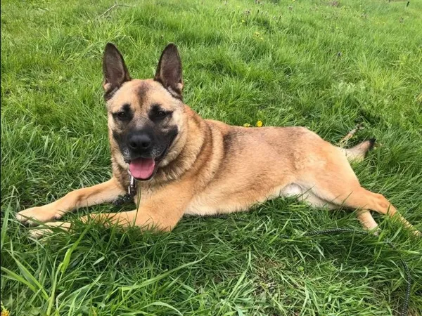 Pies do adopcji, Wrocław, 20 lutego 2021