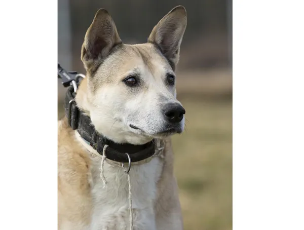 Pies do adopcji, Wrocław, 11 października 2022 (1/2)