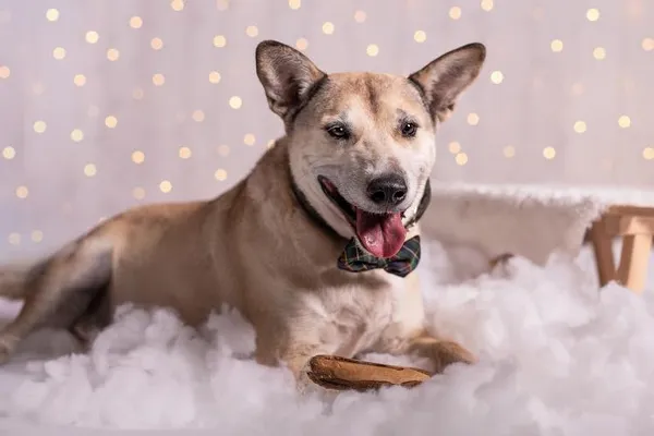 Pies do adopcji, Wrocław, 11 października 2022 (2/2)