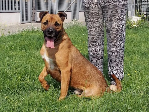 Pies do adopcji, Wrocław, 21 lipca 2016