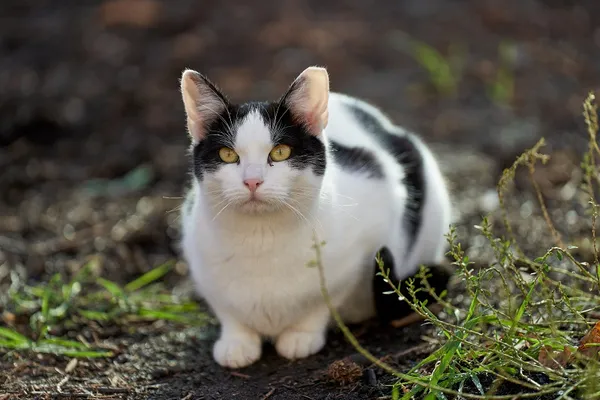 Kot do adopcji, Wrocław, 27 czerwca 2023