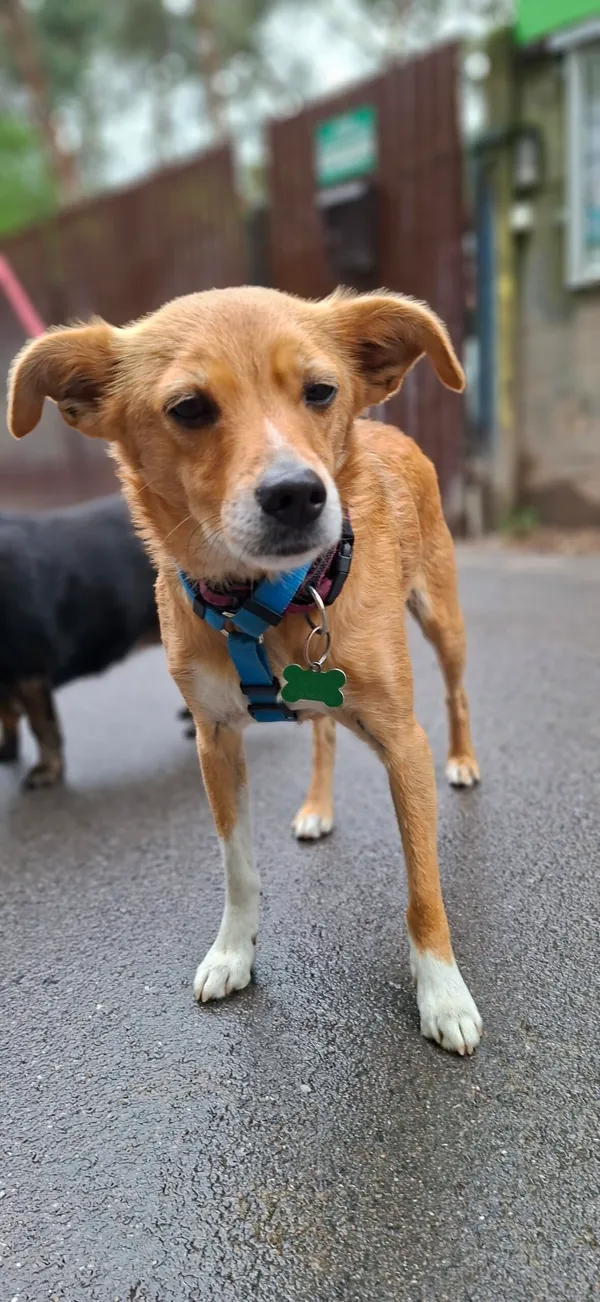 Pies do adopcji, Milanówek, 13 maja 2025 (1/5)