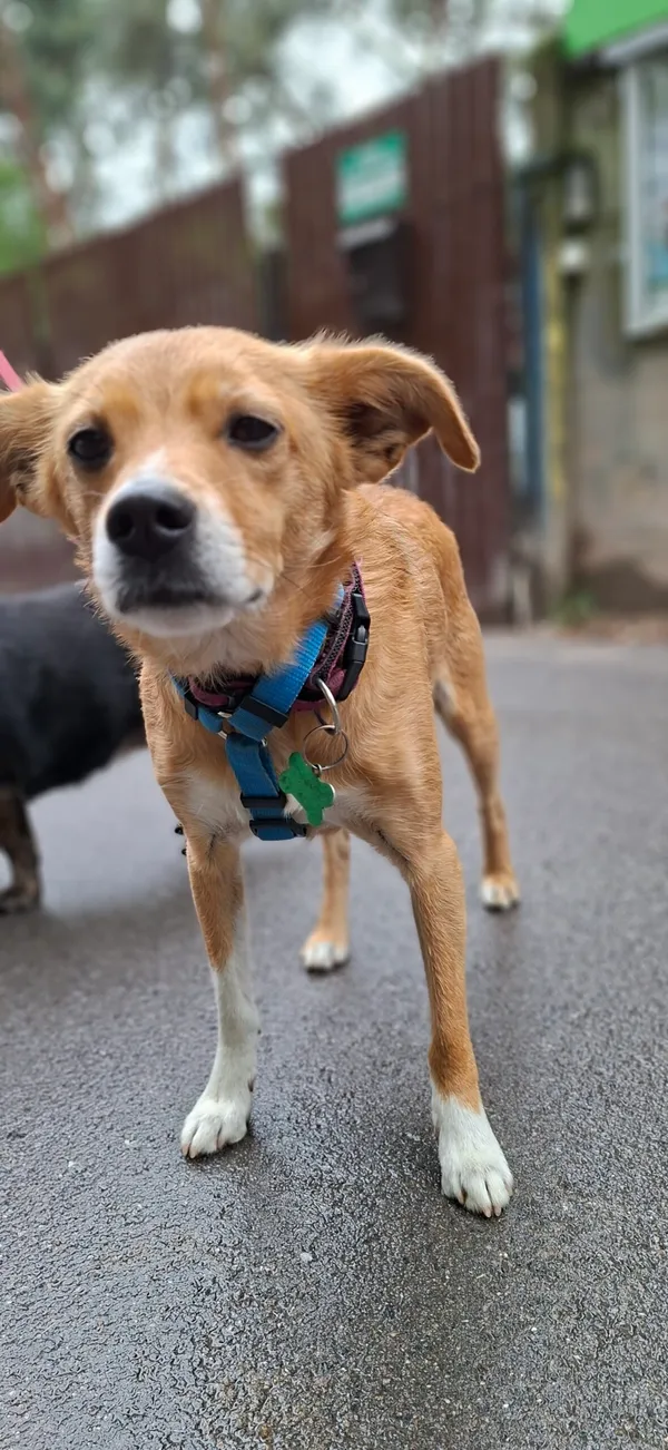 Pies do adopcji, Milanówek, 13 maja 2025 (2/5)