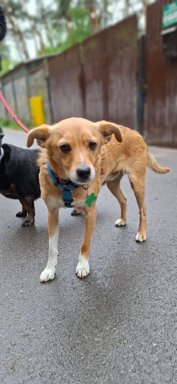 Pies do adopcji, Milanówek, 13 maja 2025 (3/5)