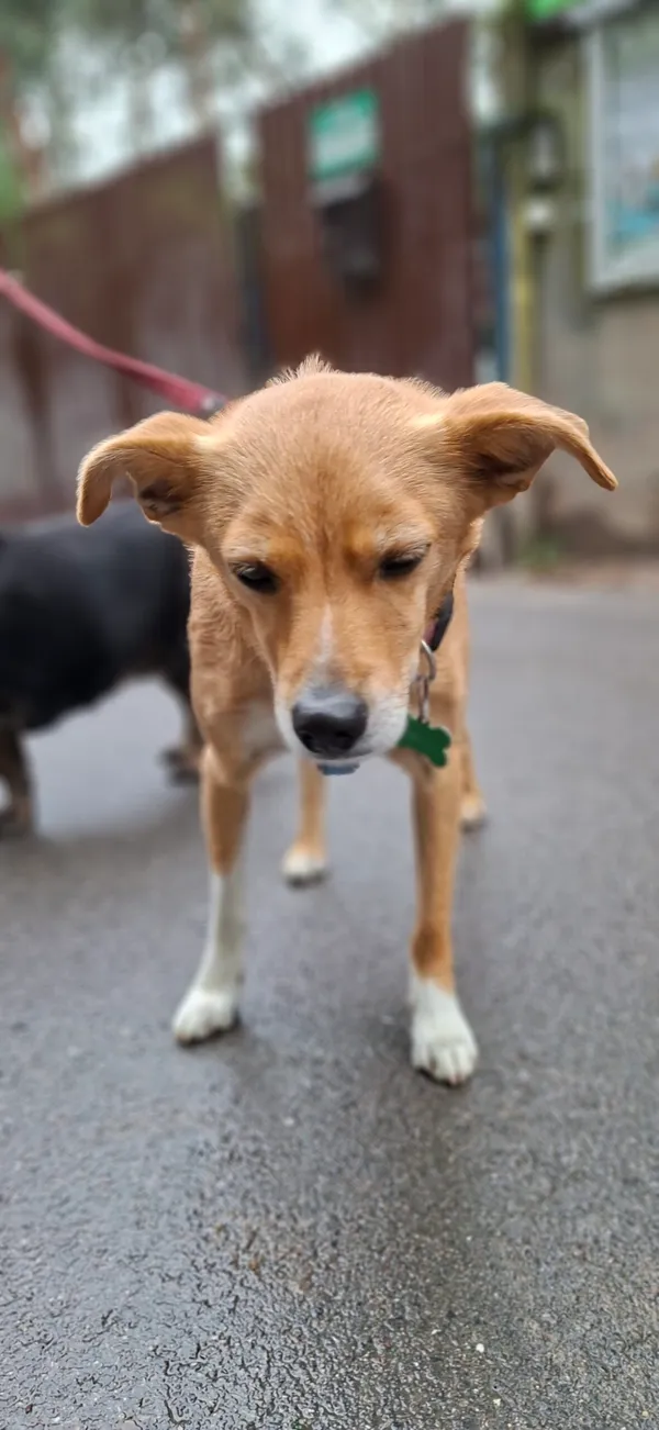 Pies do adopcji, Milanówek, 13 maja 2025 (4/5)