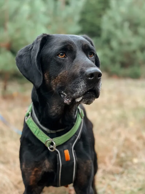 Pies do adopcji, Korabiewice, 14 grudnia 2024 (2/5)