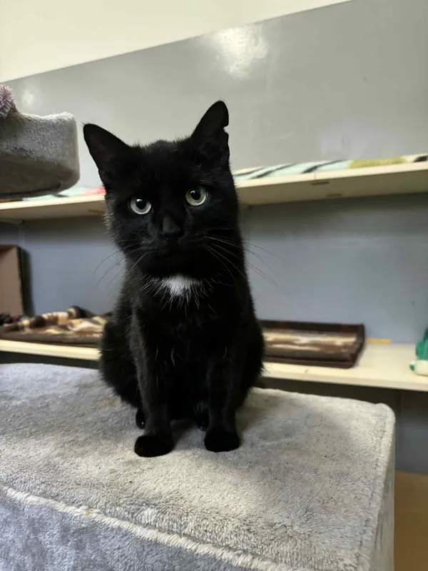 Kot do adopcji, Olsztyn, 30 września 2024 (1/4)