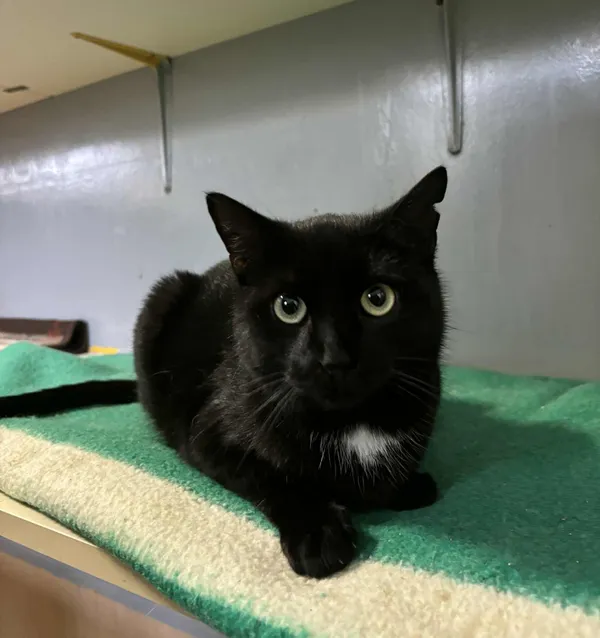 Kot do adopcji, Olsztyn, 30 września 2024 (2/4)