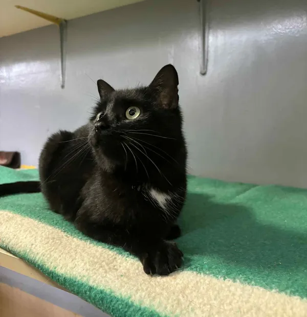 Kot do adopcji, Olsztyn, 30 września 2024 (3/4)