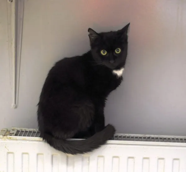 Kot do adopcji, Olsztyn, 30 września 2024 (4/4)