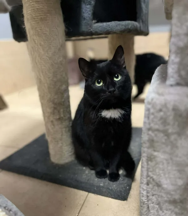 Kot do adopcji, Olsztyn, 30 września 2024 (1/2)