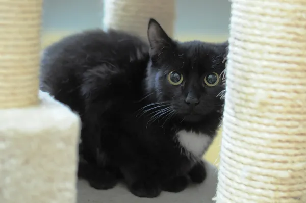 Kot do adopcji, Olsztyn, 30 września 2024 (2/2)