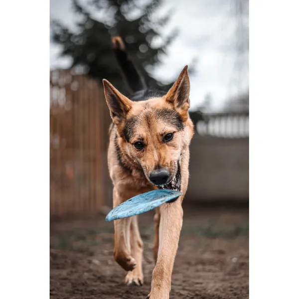 Znaleziono psa, Białystok, 25 listopada 2024 (1/4)