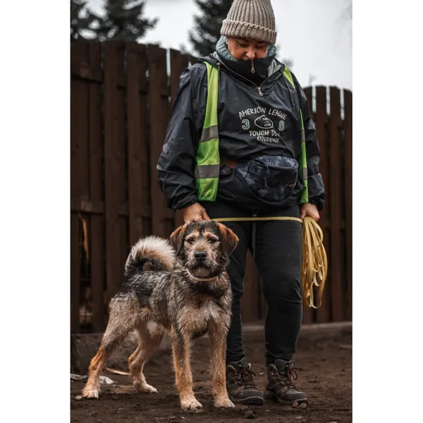 Znaleziono psa, Białystok, 27 listopada 2024 (2/4)