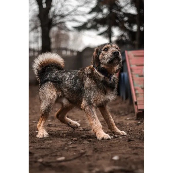 Znaleziono psa, Białystok, 27 listopada 2024 (4/4)