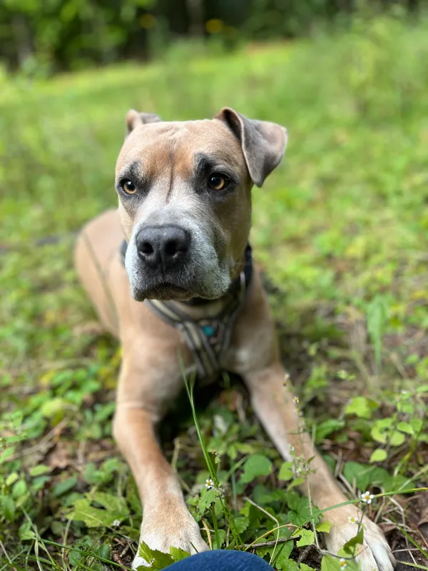 Pies do adopcji, Olsztyn, 4 grudnia 2024 (2/5)