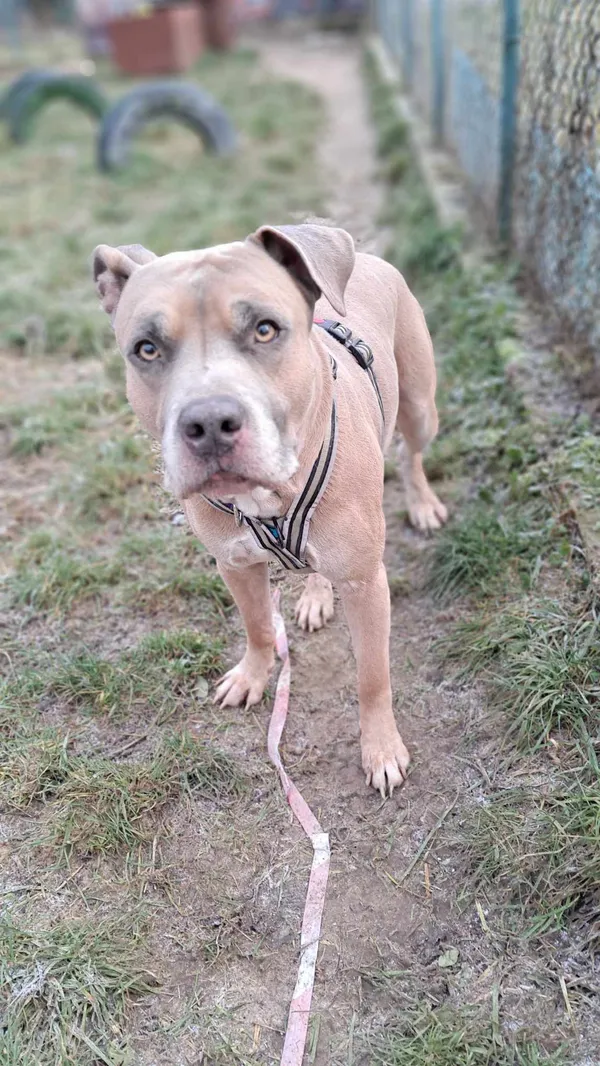 Pies do adopcji, Olsztyn, 4 grudnia 2024 (3/5)