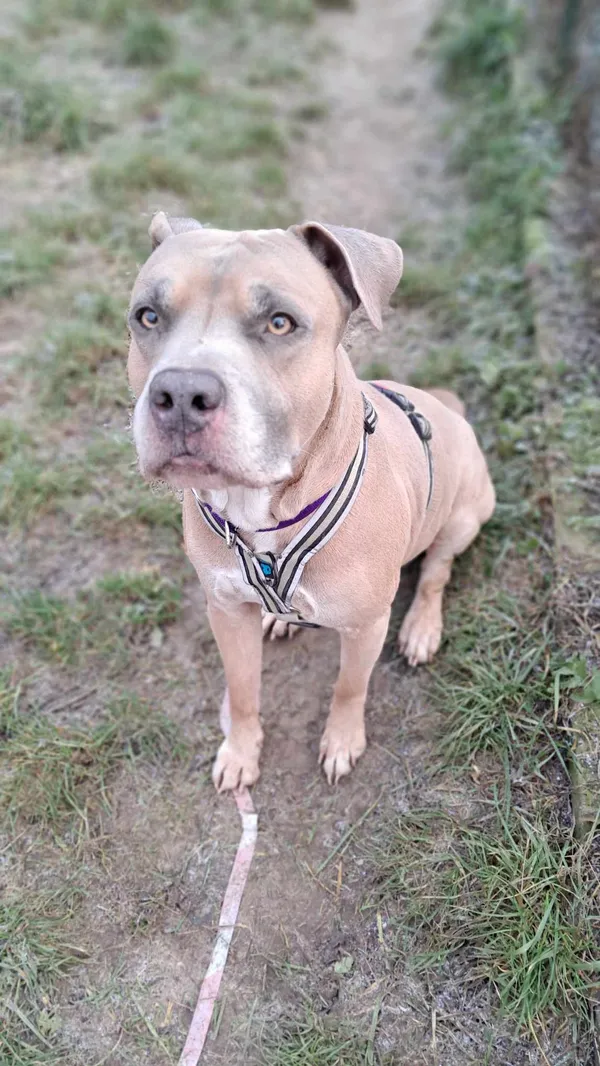 Pies do adopcji, Olsztyn, 4 grudnia 2024 (4/5)