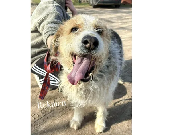 Pies do adopcji, Przyborówko, 20 maja 2025 (2/4)