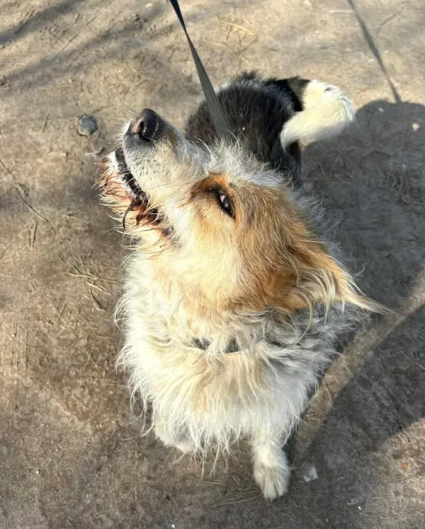 Pies do adopcji, Przyborówko, 20 maja 2025 (3/4)