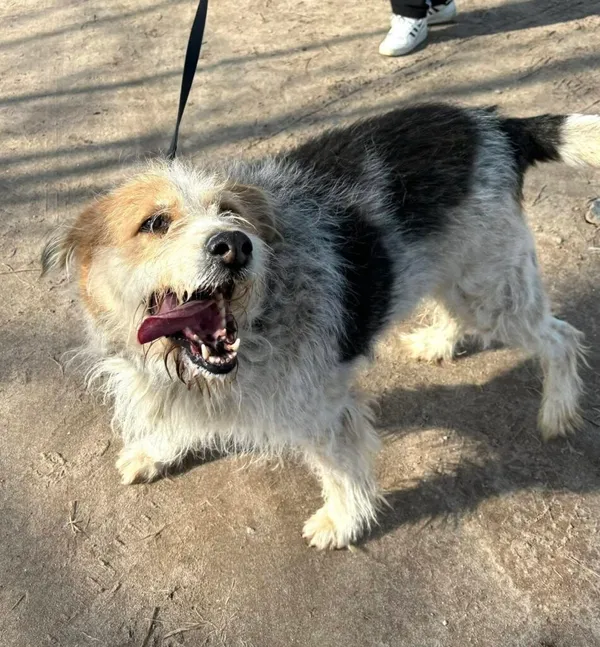 Pies do adopcji, Przyborówko, 20 maja 2025 (4/4)