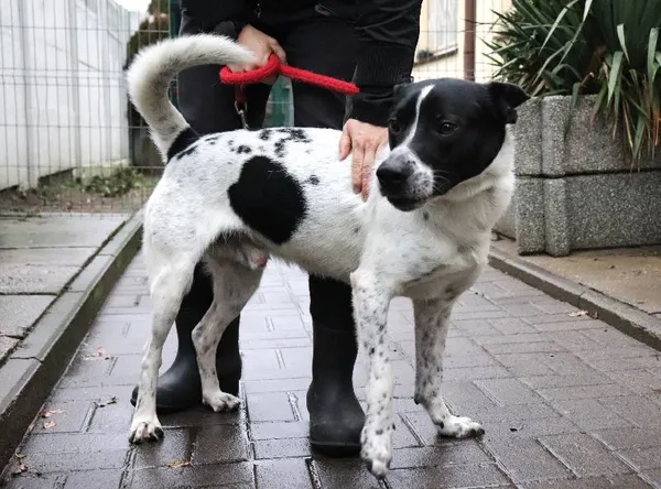 Znaleziono psa, Łódź, 1 marca 2025 (1/5)