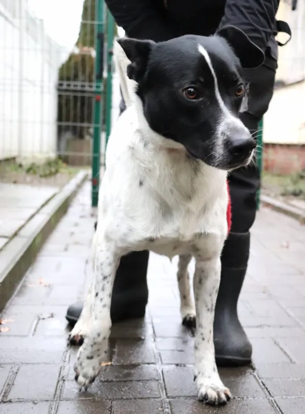 Znaleziono psa, Łódź, 1 marca 2025 (2/5)