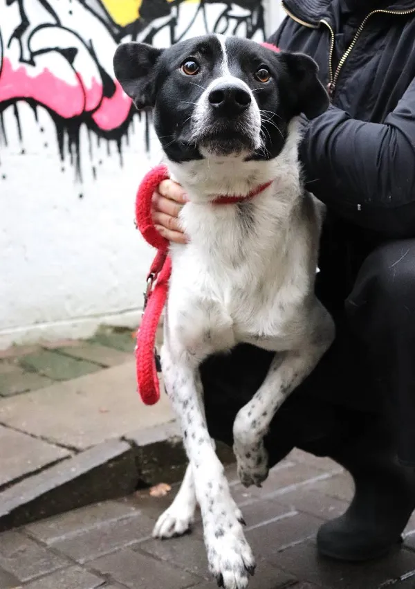 Znaleziono psa, Łódź, 1 marca 2025 (3/5)