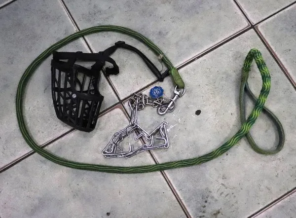 Znaleziono psa, Łódź, 1 marca 2025 (4/5)