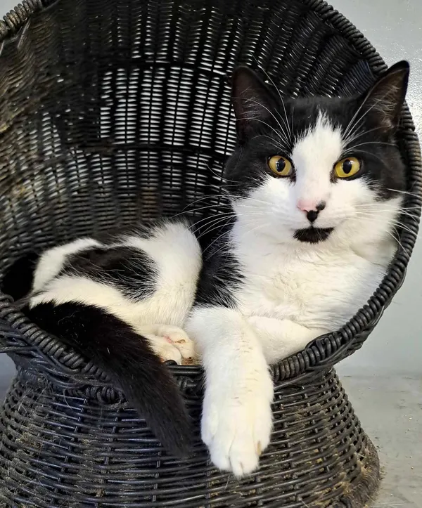 Kot do adopcji, Olsztyn, 10 listopada 2024 (1/4)