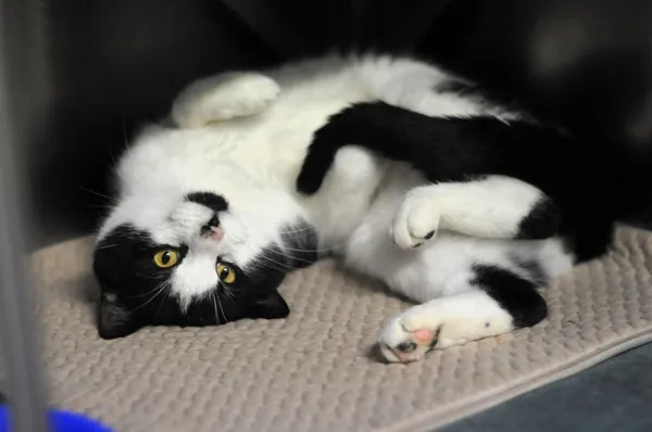 Kot do adopcji, Olsztyn, 10 listopada 2024 (3/4)