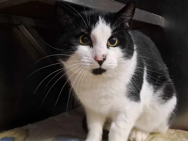 Kot do adopcji, Olsztyn, 10 listopada 2024 (4/4)