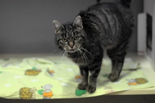 Kot do adopcji, Olsztyn, 27 listopada 2024 (1/2)