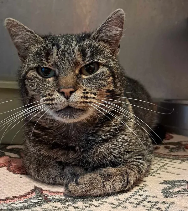 Kot do adopcji, Olsztyn, 27 listopada 2024 (2/2)