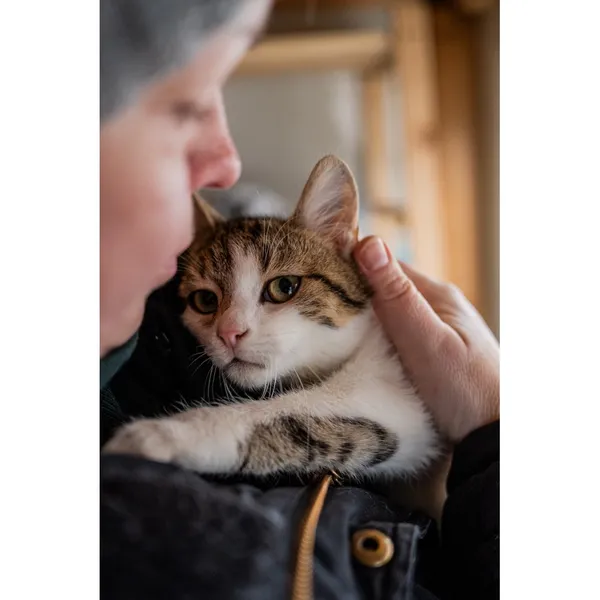 Znaleziono kota, Białystok, 12 września 2024 (1/5)